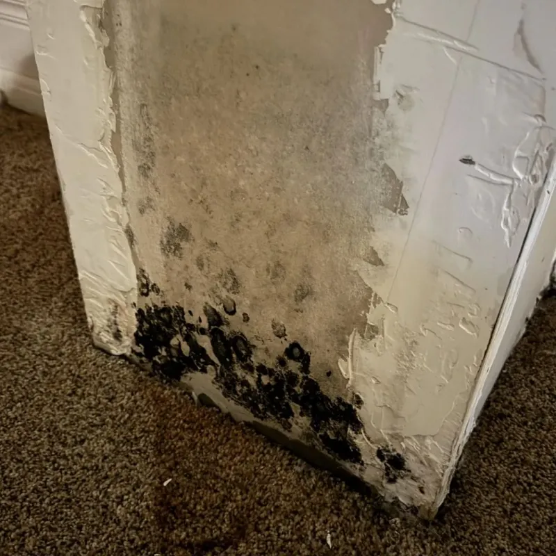 Professional Mold Removal in Woodruff, SC